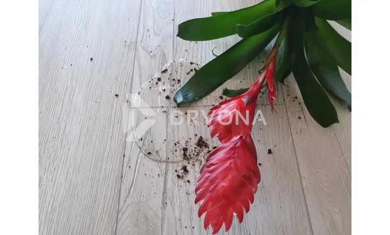 Gdje postaviti SPC vinile umjesto laminata?